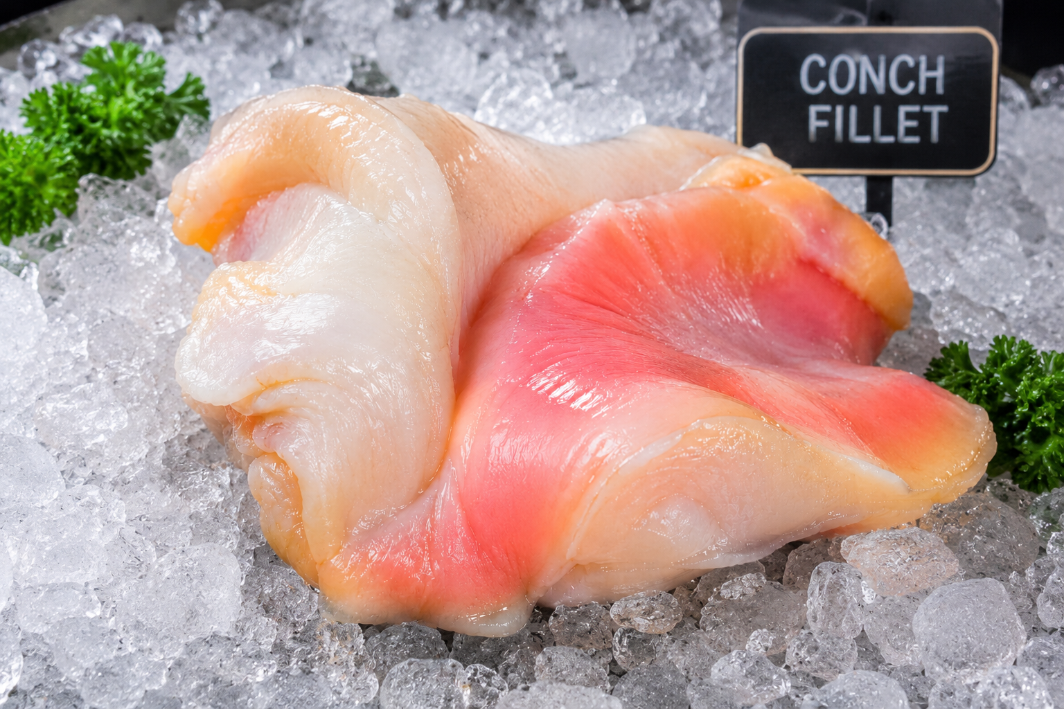 Conch Fillet
